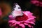 Closeup of pink flower petals with a butterfly and birds in the background