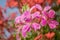 Closeup of a pink flowering cascading geranium