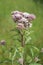 Closeup on a pink flowering , hemp-agrimony or holy rope wildflower, Eupatorium cannabinum