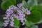 A closeup of pink flowers of bergenia, green round leaves on the background