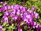 Closeup of pink flowers in bloom at Pippy Park