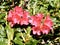 Closeup of pink flowers blooming at Pippy Park