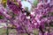 Closeup of pink flowers of Cercis canadensis