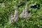 Closeup of pink flowers of chaste tree in July