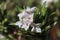 Closeup of pink flowers on a daphne shrub