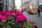 Closeup of Pink Flowers in the Fifth Avenue New York City Spring Flower Display
