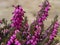 Closeup of the pink flowers of heather Erica carnea Kramer`s Red