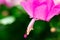 Closeup of pink flowers of Houseplant schlumbergera with Stamen, pistil, pollen. parent of Christmas cactus or Thanksgiving cactus