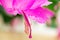 Closeup of pink flowers of Houseplant schlumbergera with Stamen, pistil, pollen. parent of Christmas cactus or Thanksgiving cactus