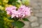 Closeup of pink flowers of hydrangea macrophylla, also known as bigleaf