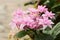 Closeup of pink flowers of hydrangea macrophylla, also known as bigleaf