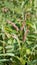 Closeup of pink flowers of Persicaria hydropiper, Polygonum hydropiper also known as water pepper, marshpepper knotweed,