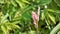 Closeup of pink flowers of Persicaria hydropiper, Polygonum hydropiper also known as water pepper, marshpepper knotweed,