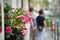 Closeup of pink flowers on a street of Paris, France. Against the background of a crowded street