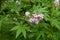 Closeup of pink flowers of Vitex agnus-castus in July