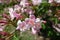 Closeup of pink flowers of Weigela florida in May