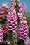 Closeup of pink foxgloves