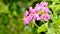 Closeup on pink geranium