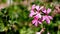 Closeup on pink geranium