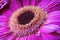 Closeup of a pink gerber daisy