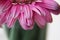 Closeup of a pink gerber daisy