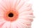 Closeup pink gerbera