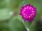 Closeup pink Globe amaranth ,Gomphrena globosa flower plants in garden with green blurred background ,macro image ,sweet color