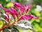 Closeup pink of Graptophyllum pitum caricature-plant flowers in garden with blurred background ,sweet color,macro image ,soft