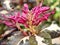 Closeup pink of Graptophyllum pitum caricature-plant flowers in garden with blurred background ,sweet color,macro image ,soft