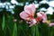 Closeup of pink hedychium flower