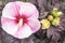 Closeup pink Hibiscus plant and buds