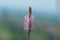 Closeup of a pink hoary plantain inflorescence