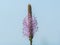 Closeup of a pink hoary plantain inflorescence