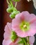 Closeup of Pink Hollyhock Flowers