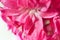 Closeup pink hyacinthus. Flower background.