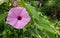 Closeup of a pink ipomoea and the long green leaves