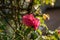 Closeup of pink ivy-leaved Pelargoniums