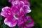 Closeup of a Pink Knockout Rose