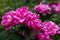 Closeup of Pink Knockout Roses