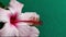 Closeup  pink large flower of hibiscus