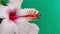 Closeup  pink large flower of hibiscus