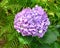 Closeup of Pink Lavender Mophead Hydrangea