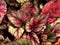 Closeup pink leaf foliage begonia flower plants for background ,macro image ,fairy begonia Rexcultorum ,Heuchera Micrantha Reale