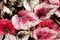 Closeup pink leaf foliage begonia flower plants for background ,macro image ,fairy begonia Rexcultorum ,Heuchera Micrantha Reale p