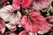 Closeup pink leaf foliage begonia flower plants for background ,macro image ,fairy begonia Rexcultorum ,Heuchera Micrantha Reale p
