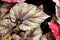 Closeup pink leaf foliage begonia flower plants for background ,macro image ,fairy begonia Rexcultorum ,Heuchera Micrantha Reale p
