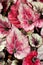 Closeup pink leaf foliage begonia flower plants for background ,macro image ,fairy begonia Rexcultorum ,Heuchera Micrantha Reale p