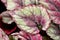 Closeup pink leaf foliage begonia flower plants for background ,macro image ,fairy begonia Rexcultorum ,Heuchera Micrantha Reale p