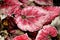 Closeup pink leaf foliage begonia flower plants for background ,macro image ,fairy begonia Rexcultorum ,Heuchera Micrantha Reale p