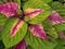 Closeup pink leaves of green Coleus plants , perennial herbs , shrubs leaf with,sweet color ,blurred background